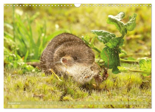 Produktbild: Zauberhafte M&auml;use: Von wegen nur Grau (Wandkalender 2026 DIN A3 quer), CALVENDO Monatskalender