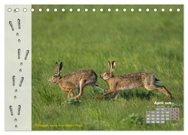 Produktbild: Tierspuren in der Natur (Tischkalender 2026 DIN A5 quer), CALVENDO Monatskalender
