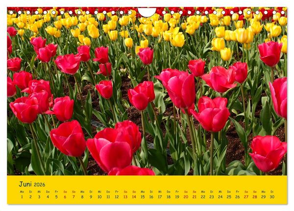Produktbild: Tulpentraum (Wandkalender 2026 DIN A4 quer), CALVENDO Monatskalender