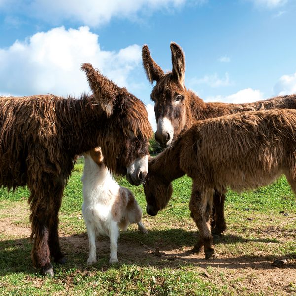 Produktbild: Tiere vom Bauernhof / Farm Animals 2027