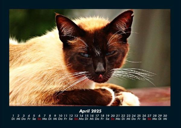 Produktbild: F&uuml;r Katzenfreunde 2025 Fotokalender DIN A4