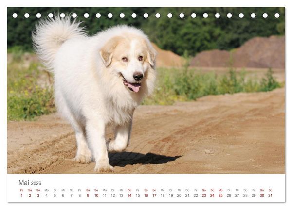 Produktbild: Pyren&auml;enberghunde (Tischkalender 2026 DIN A5 quer), CALVENDO Monatskalender
