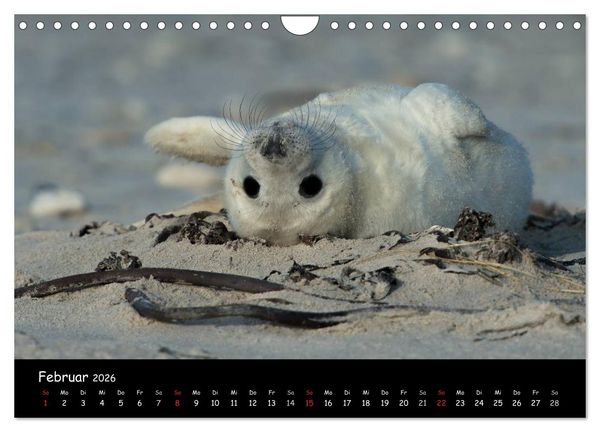 Produktbild: Robben auf Helgoland 2026 (Wandkalender 2026 DIN A4 quer), CALVENDO Monatskalender