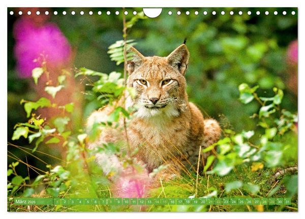 Produktbild: Dem Luchs auf der Spur (Wandkalender 2026 DIN A4 quer), CALVENDO Monatskalender