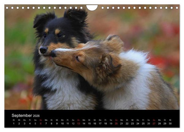 Produktbild: Shelties 2026 (Wandkalender 2026 DIN A4 quer), CALVENDO Monatskalender