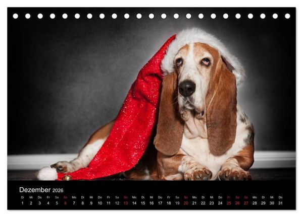 Produktbild: Der Basset, eine LANGE und besondere Liebe (Tischkalender 2026 DIN A5 quer), CALVENDO Monatskalender