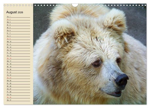 Produktbild: B&auml;ren (Wandkalender 2026 DIN A3 quer), CALVENDO Monatskalender