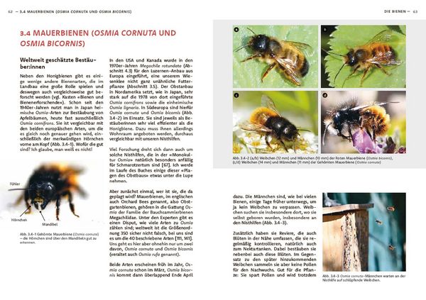 Produktbild: Wildbienen haben es auch nicht leicht