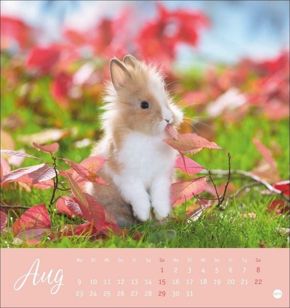 Produktbild: S&uuml;&szlig;e Kaninchen Postkartenkalender 2027