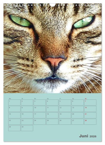 Produktbild: Cat Faces - Charakterstarke Katzengesichter ganz nah (Wandkalender 2026 DIN A3 hoch), CALVENDO Monatskalender