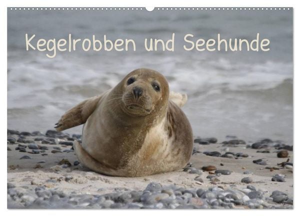 Produktbild: Kegelrobben und Seehunde (Wandkalender 2026 DIN A2 quer), CALVENDO Monatskalender