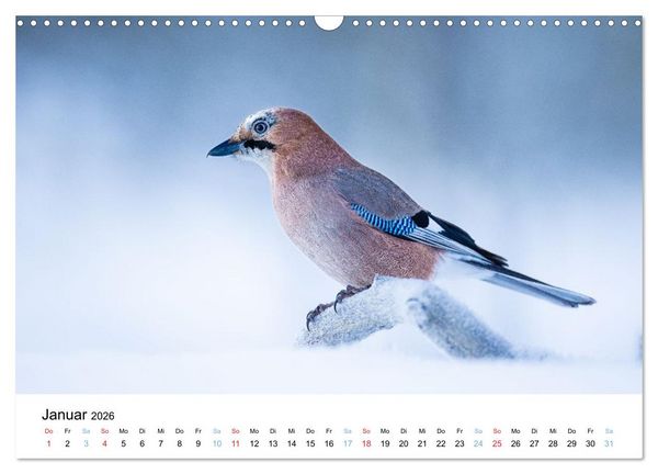 Produktbild: Tierwelt Skandinaviens (Wandkalender 2026 DIN A3 quer), CALVENDO Monatskalender