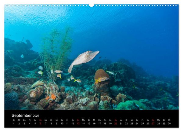 Produktbild: Abgetaucht - an den K&uuml;sten vor Cura&ccedil;ao (Wandkalender 2026 DIN A2 quer), CALVENDO Monatskalender
