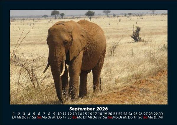 Produktbild: Elefanten 2026 Fotokalender DIN A5