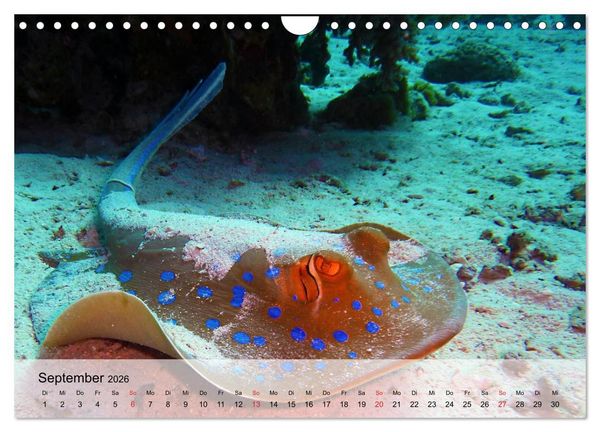 Produktbild: In der Meerestiefe. Fische und Korallen im ewigen Blau (Wandkalender 2026 DIN A4 quer), CALVENDO Monatskalender