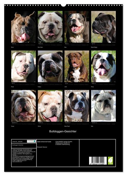 Produktbild: Bulldoggen-Gesichter (hochwertiger Premium Wandkalender 2026 DIN A2 hoch), Kunstdruck in Hochglanz