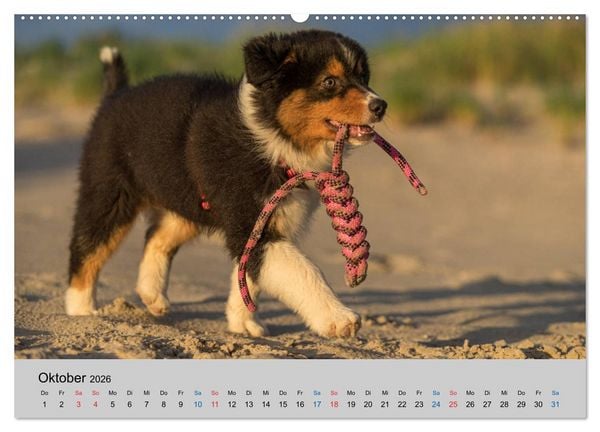 Produktbild: Australian Shepherd Welpen 2026 (hochwertiger Premium Wandkalender 2026 DIN A2 quer), Kunstdruck in Hochglanz