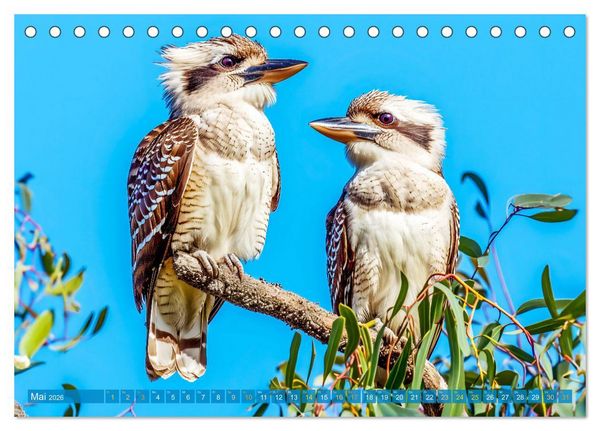 Produktbild: Der Kookaburra - Im australischen Busch mit dem lachenden Hans (Tischkalender 2026 DIN A5 quer), CALVENDO Monatskalender
