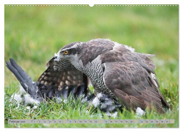 Produktbild: Habicht - aus dem Leben eines imposanten Greifvogels (Wandkalender 2026 DIN A2 quer), CALVENDO Monatskalender