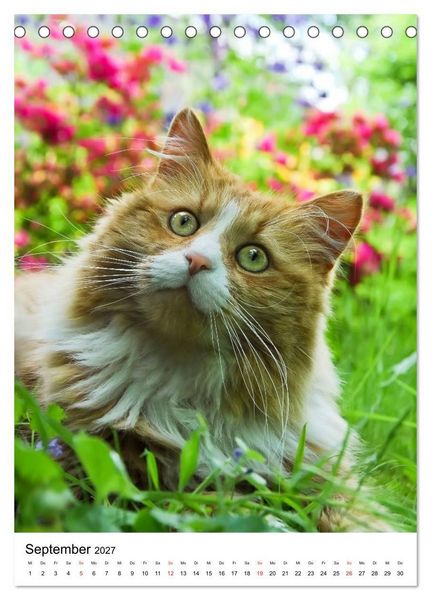 Produktbild: COUNTRY CATS (Tischkalender 2027 DIN A5 hoch), CALVENDO Monatskalender