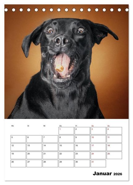 Produktbild: Fang das Leckerli (Tischkalender 2026 DIN A5 hoch), CALVENDO Monatskalender
