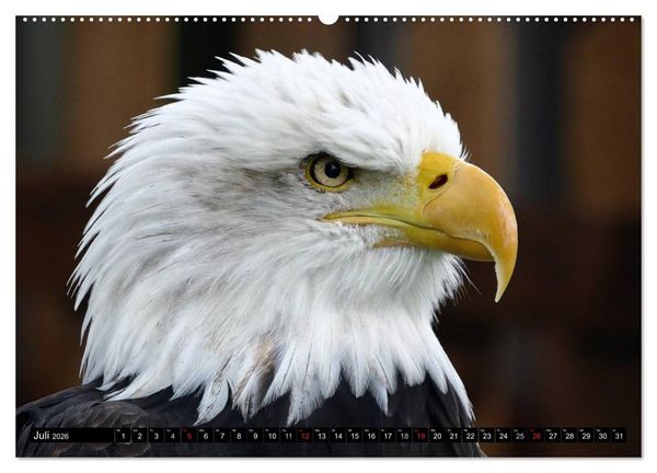 Produktbild: Wei&szlig;kopfseeadler. Symbol der Freiheit (hochwertiger Premium Wandkalender 2026 DIN A2 quer), Kunstdruck in Hochglanz
