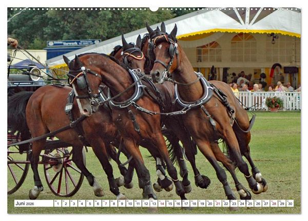 Produktbild: Viersp&auml;nner Herausforderung Fahrsport (Wandkalender 2026 DIN A2 quer), CALVENDO Monatskalender