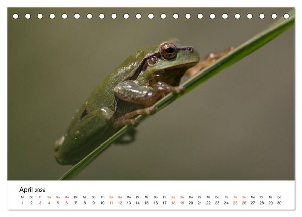 Produktbild: Besucher im Garten - Laubfr&ouml;sche (Tischkalender 2026 DIN A5 quer), CALVENDO Monatskalender