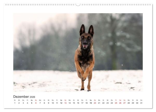 Produktbild: Herzenshunde 2026 (hochwertiger Premium Wandkalender 2026 DIN A2 quer), Kunstdruck in Hochglanz