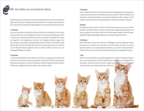 Produktbild: 101 Dinge, die man wissen muss, wenn ein Katzenbaby einzieht