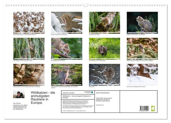 Produktbild: Wildkatzen - die anmutigsten Raubiere in Europa. (Wandkalender 2027 DIN A2 quer), CALVENDO Monatskalender