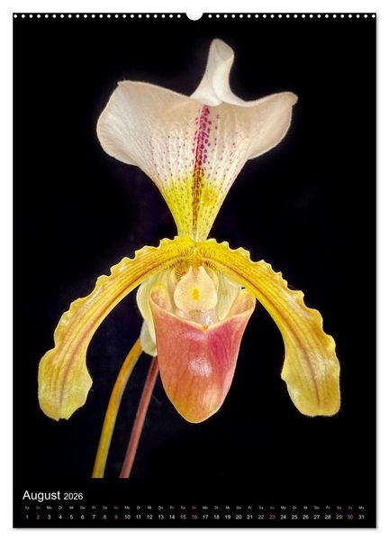 Produktbild: Orchideen - Exoten im Wohnzimmer (hochwertiger Premium Wandkalender 2026 DIN A2 hoch), Kunstdruck in Hochglanz