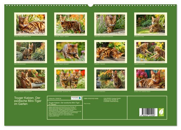 Produktbild: Toyger Katzen. Der exotische Mini-Tiger im Garten (hochwertiger Premium Wandkalender 2026 DIN A2 quer), Kunstdruck in Hochglanz