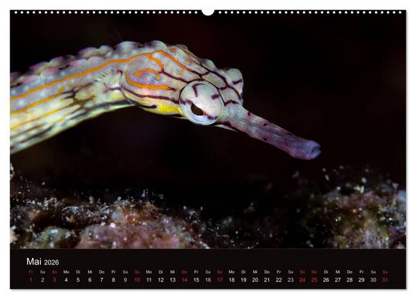 Produktbild: Meerestiere unter der Lupe - Unterwasserkalender (hochwertiger Premium Wandkalender 2026 DIN A2 quer), Kunstdruck in Hochglanz