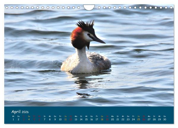 Produktbild: Naturschutzgebiet W&uuml;mme (Wandkalender 2026 DIN A4 quer), CALVENDO Monatskalender