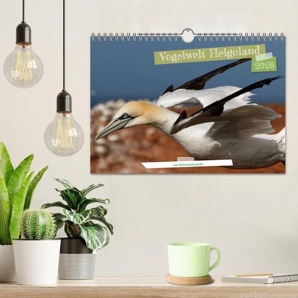 Produktbild: Vogelwelt Helgoland - von Ostfriesenfotografie (Wandkalender 2026 DIN A4 quer), CALVENDO Monatskalender