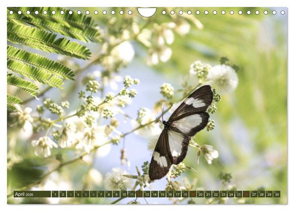 Produktbild: Geheimtipp Uganda (Wandkalender 2026 DIN A4 quer), CALVENDO Monatskalender