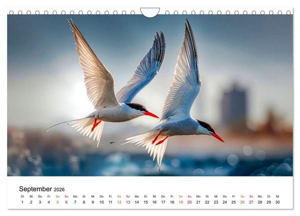 Produktbild: Seeschwalben - Meister der L&uuml;fte (Wandkalender 2026 DIN A4 quer), CALVENDO Monatskalender