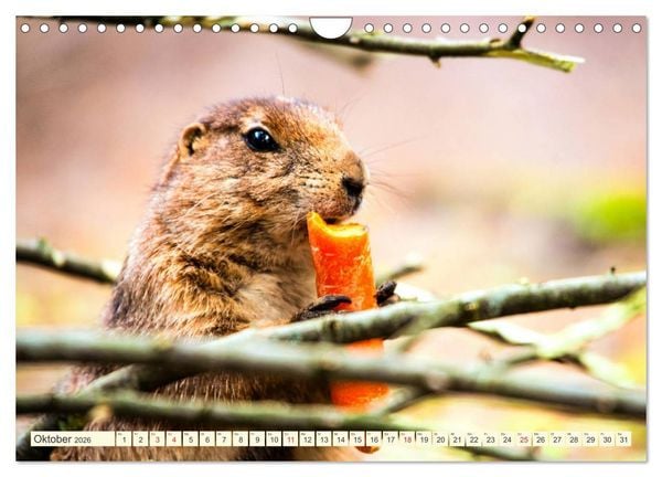 Produktbild: Pr&auml;riehunde - s&uuml;&szlig;e S&auml;uger (Wandkalender 2026 DIN A4 quer), CALVENDO Monatskalender