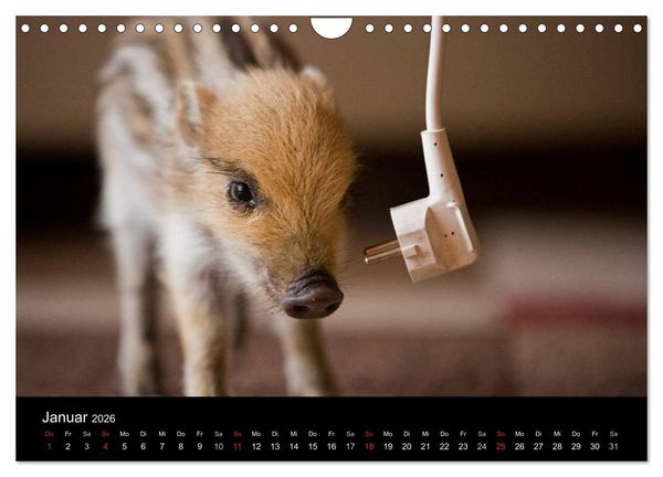 Produktbild: Kleine Schweinereien (Wandkalender 2026 DIN A4 quer), CALVENDO Monatskalender