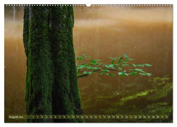 Produktbild: Spaziergang im Wald (hochwertiger Premium Wandkalender 2026 DIN A2 quer), Kunstdruck in Hochglanz