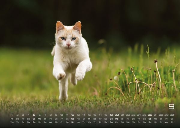 Produktbild: Miau - Unsere Stubentiger - Der Katzenkalender - 2027 - Kalender DIN A3