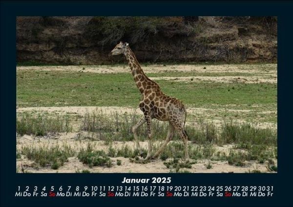 Produktbild: Giraffen 2025 Fotokalender DIN A5