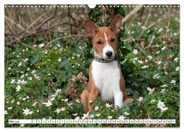 Produktbild: Wunderbare Basenji Welpenzeit (Wandkalender 2026 DIN A3 quer), CALVENDO Monatskalender