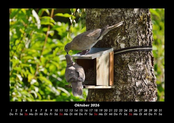 Produktbild: B&auml;ume 2026 Fotokalender DIN A3