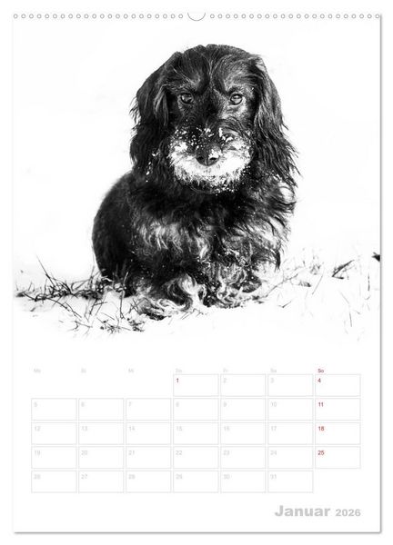Produktbild: Der Dackel - mein kleiner Freund (hochwertiger Premium Wandkalender 2026 DIN A2 hoch), Kunstdruck in Hochglanz