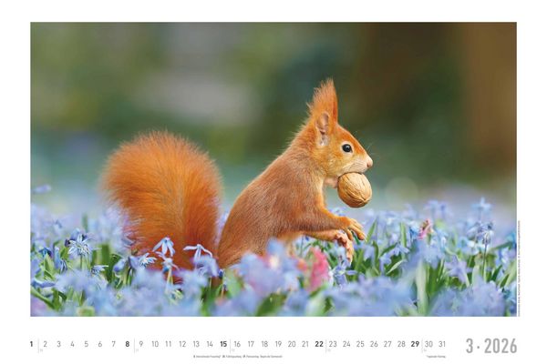 Geheimnisvolles Waldleben 2026 - Bildkalender 49,5x33 cm - Tiere und Pflanzen in unseren heimischen Wäldern - Wandkalender - Wandplaner - Tierkalender