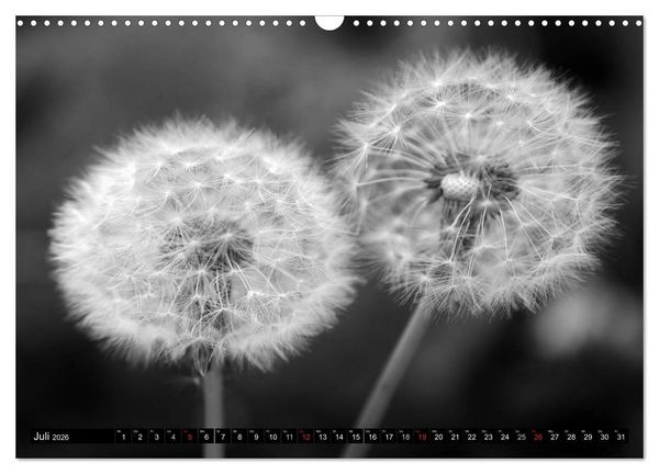 Produktbild: Pusteblume - Impressionen in schwarzwei&szlig; (Wandkalender 2026 DIN A3 quer), CALVENDO Monatskalender