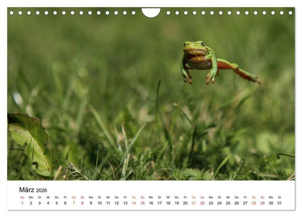 Produktbild: Besucher im Garten - Laubfr&ouml;sche (Wandkalender 2026 DIN A4 quer), CALVENDO Monatskalender