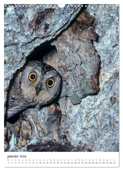 Produktbild: Une vie de hibou les oiseaux (Calendrier mural 2026 DIN A3 horizontal), CALVENDO calendrier mensuel